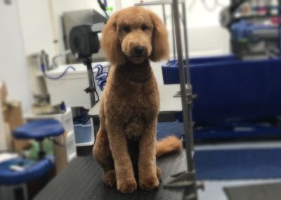 Tavares Dog Groomer Golden Doodle