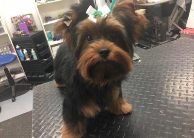 Yorkie Groomer Central Florida