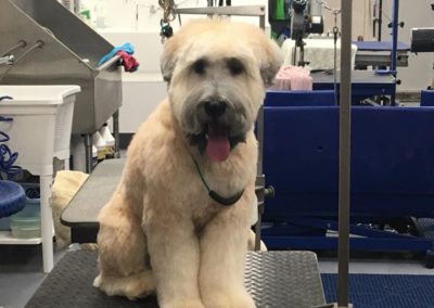 Soft Coated Wheaton Groomer Central Florida