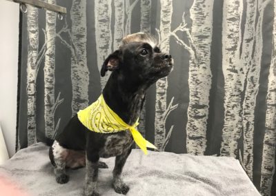 Chihuahua Mix Central Florida Groomer