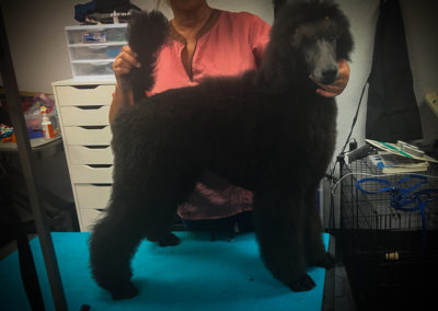 Poodle Groomer Central Florida