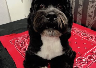 Cocker Spaniel Shih Tzu Groomer