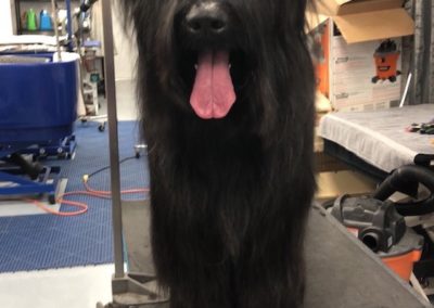 Briard Dog Groomer