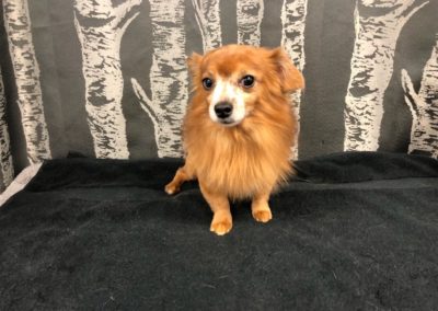 Chiweenie Lion Cut Dog Groomer