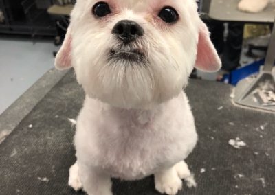 Maltese Mix Dog Grooming
