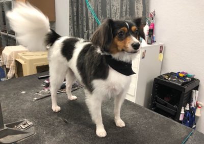 Papillon Mix Dog Groomer