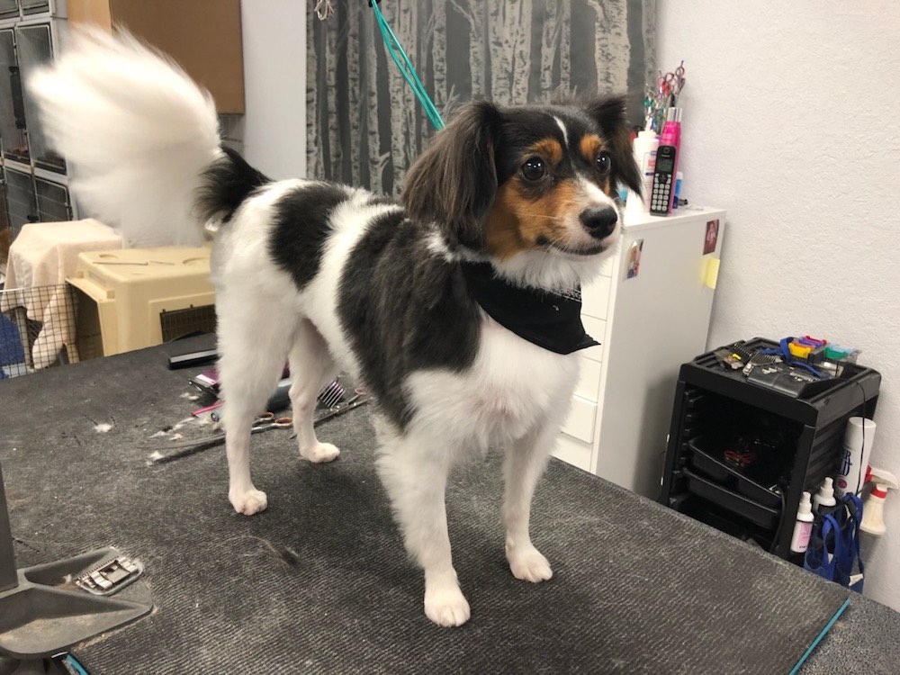 Papillon Wags To Riches Dog Grooming