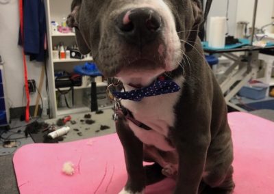 Pitbull Puppy Groomer