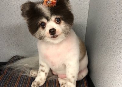 Pomeranian Dog Grooming