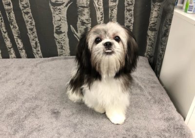 Shih Tzu Dog Groomers