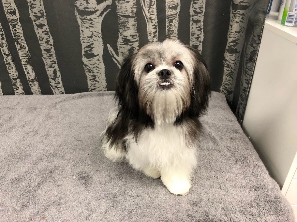 Shih Tzu Dog Groomer Wags To Riches Dog Grooming