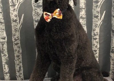 Standard Poodle Dog Grooming