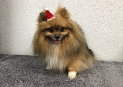 Dog Grooming Pomeranian