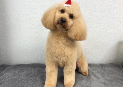 Mini Poodle Dog Groomer