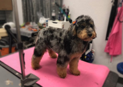 Aussie Doodle Dog Grooming