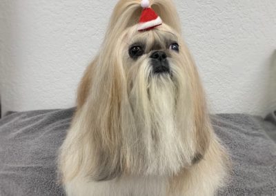Shih Tzu Florida Dog Groomer