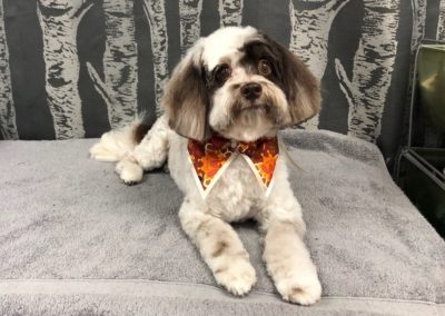 Florida Groomer Havanese