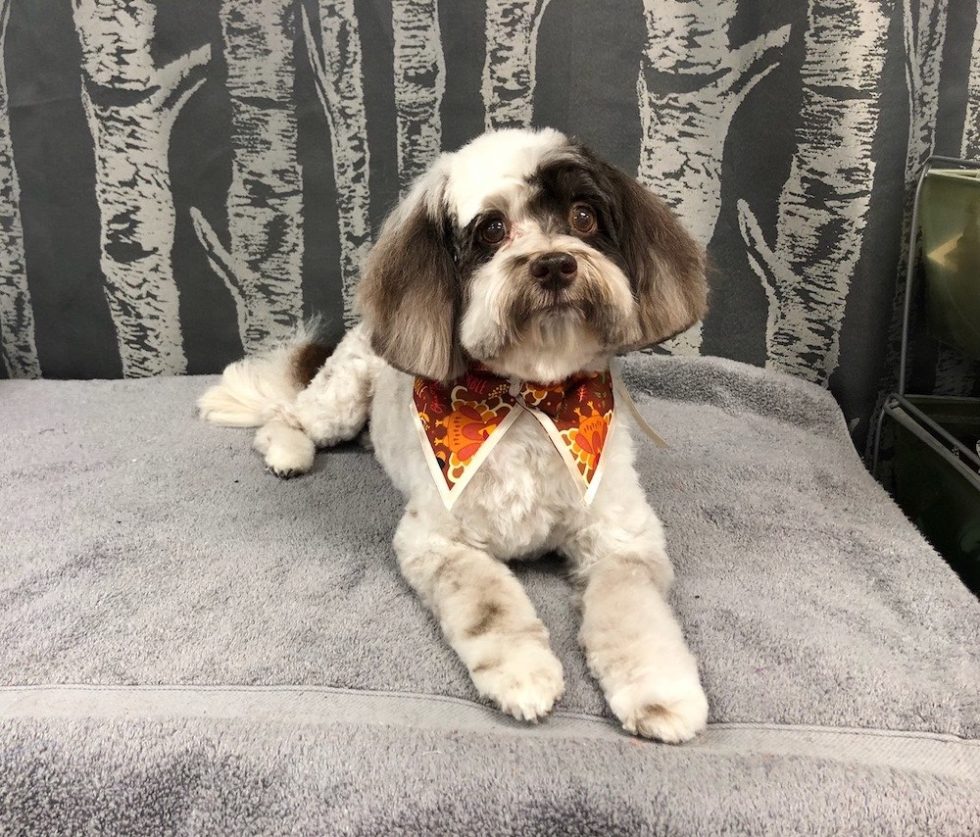 Havanese Dog Groomer Wags To Riches Dog Grooming
