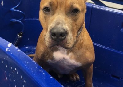 Pit Bull Terrier Bathing