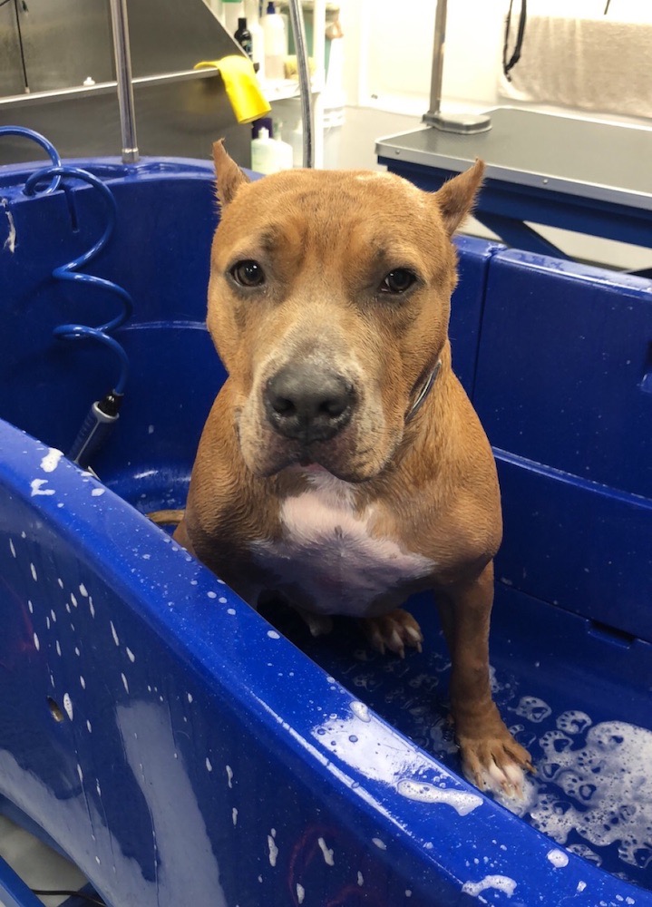 Pit Bull Terrier Bathing