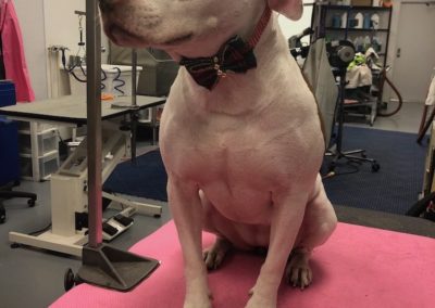 Pit Bull Terrier Groomer