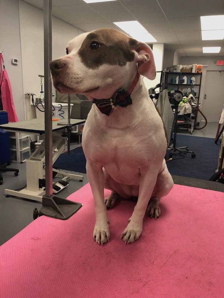 Pit Bull Terrier - Wags To Riches Dog Grooming