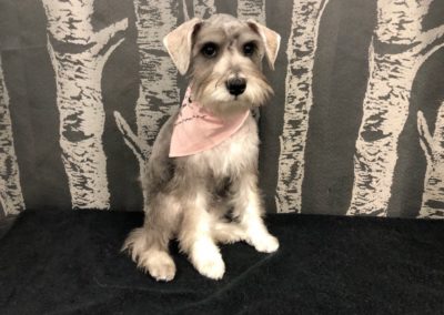 Schnauzer Puppy Groomer