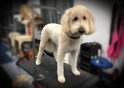 Labradoodle Groomer FL