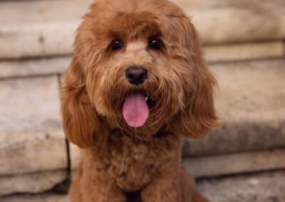 Cockerpoo Dog Grooming