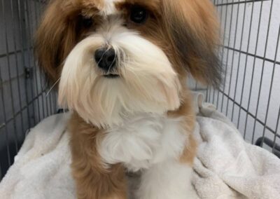 Havanese Puppy Groomer