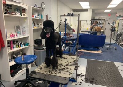 Poodle Grooming Groomer