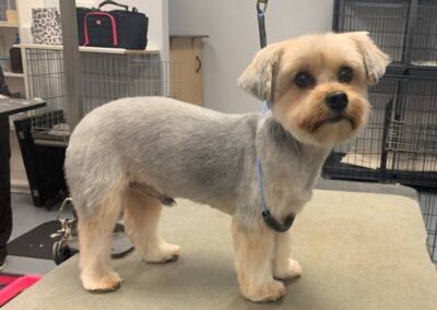 Yorkie Pet Groomer