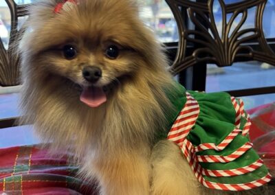Pomeranian Dog Groomer Central Florida