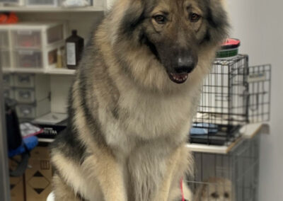 Shiloh Shepard Dog Groomers