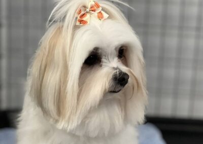 Pomeranian and Maltese Dog Groomers