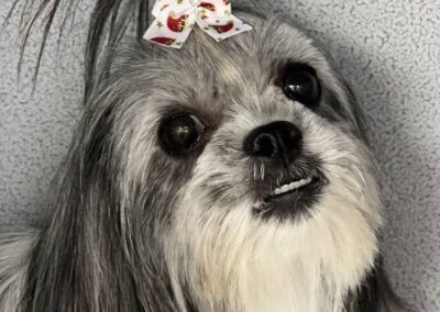 Shih Tzu Smiles Groomers
